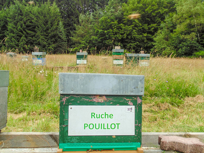 La ruche Pouillot