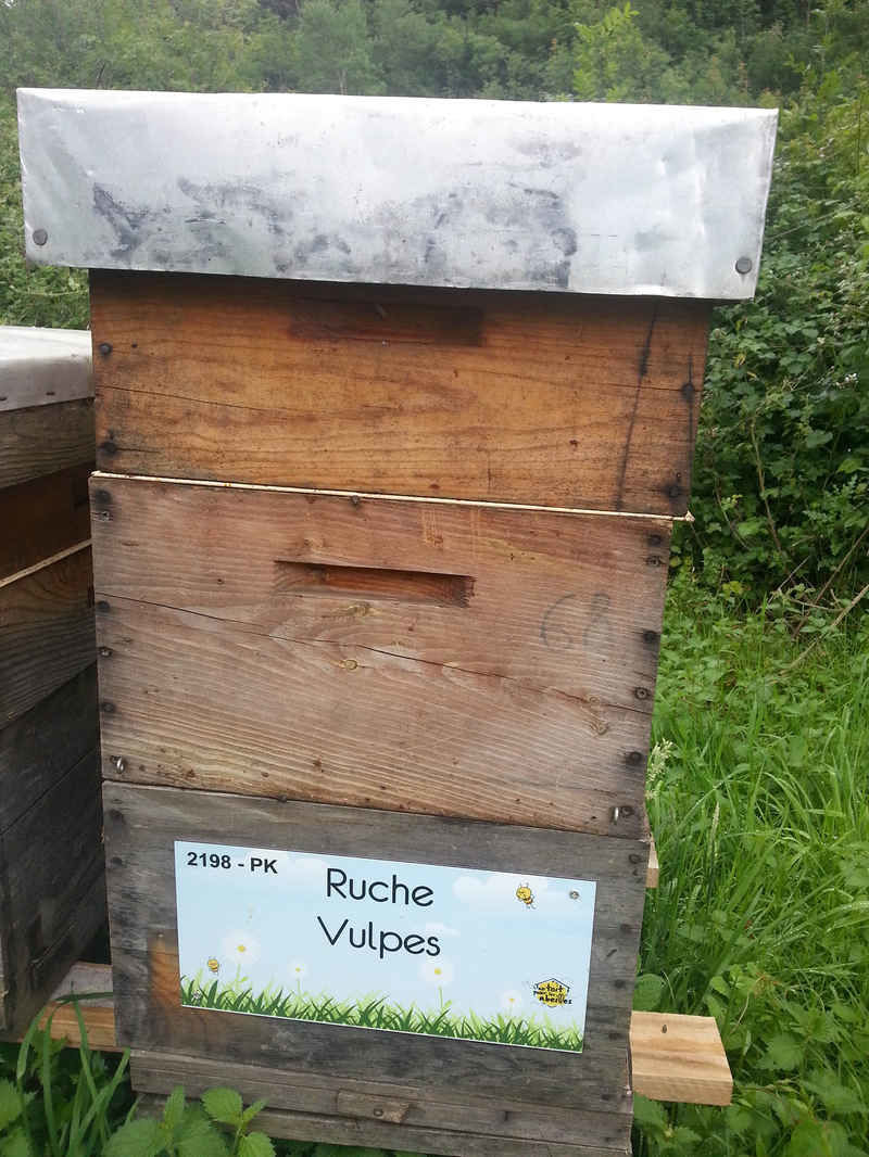 La ruche Vulpes