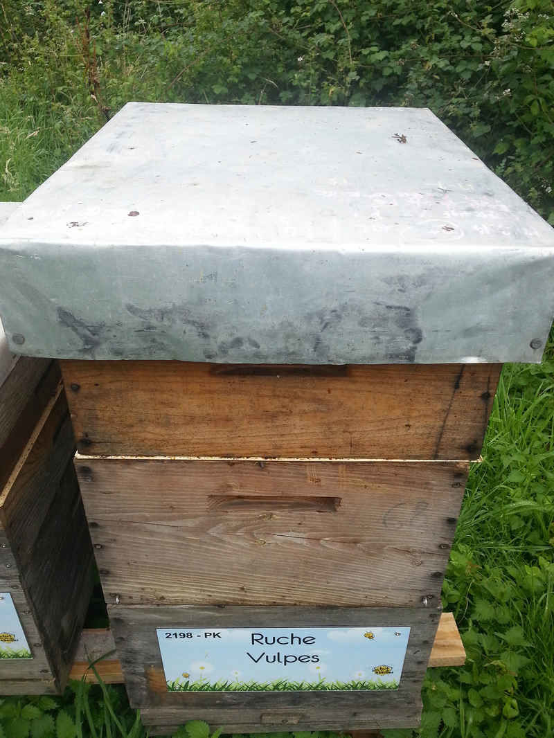 La ruche Vulpes