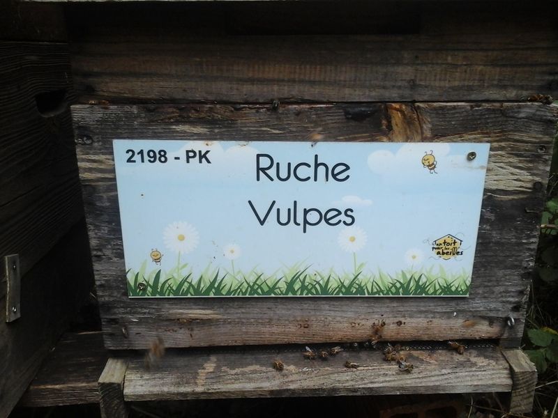 La ruche Vulpes