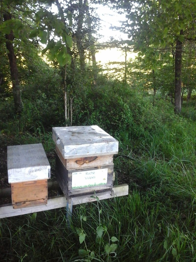 La ruche Vulpes