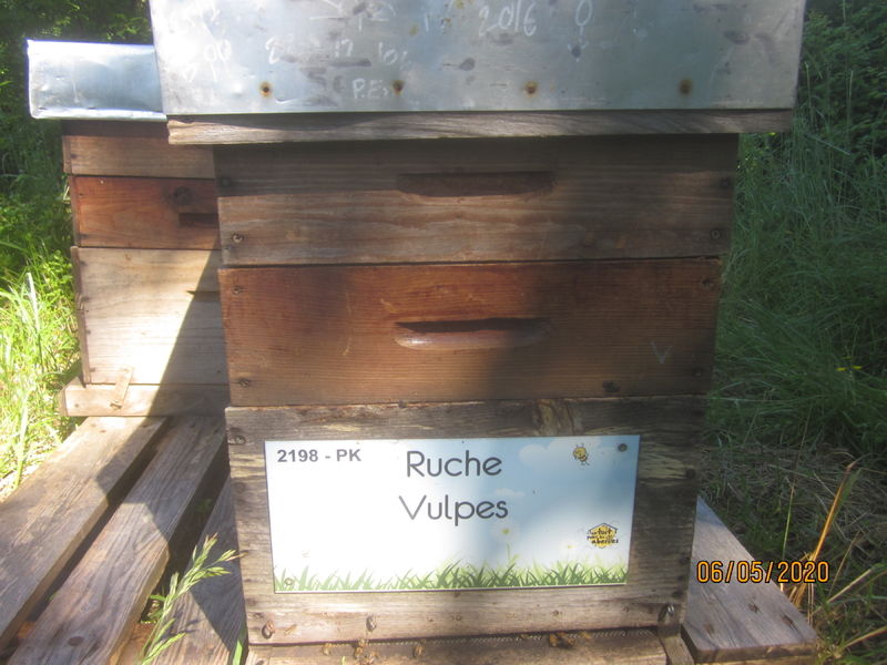 La ruche Vulpes