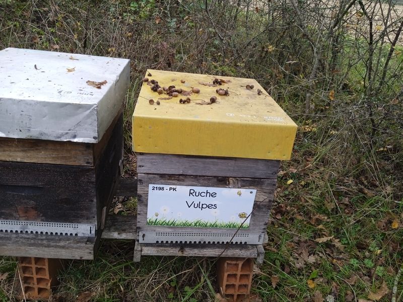 La ruche Vulpes