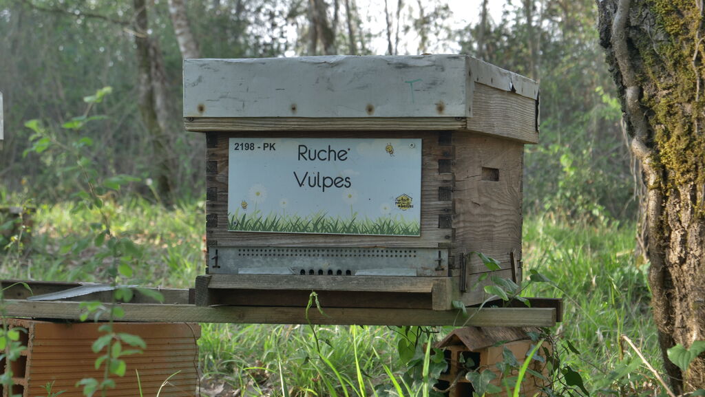 La ruche Vulpes
