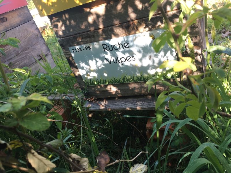 La ruche Vulpes