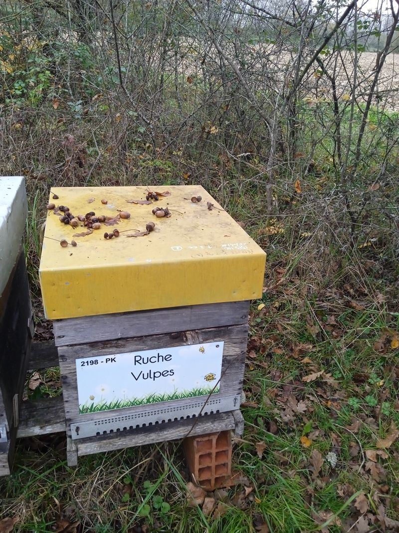 La ruche Vulpes