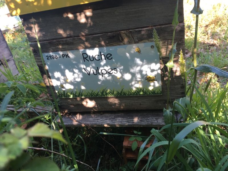 La ruche Vulpes