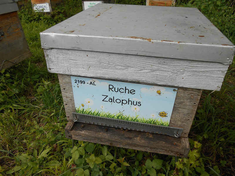 La ruche Zalophus