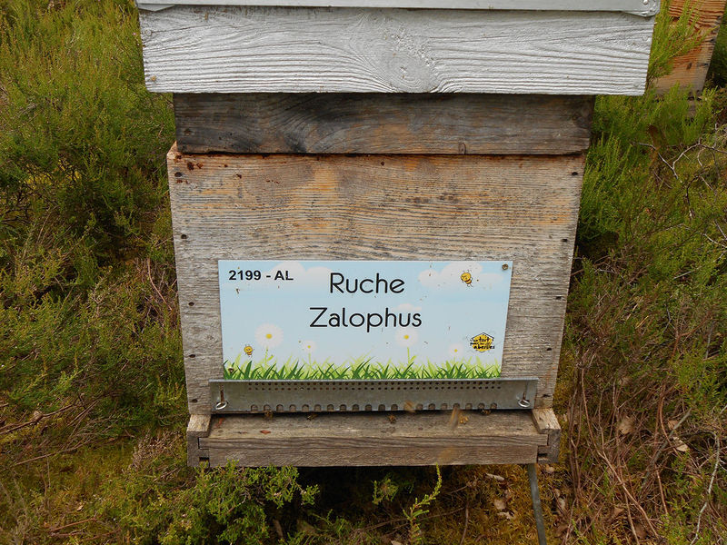 La ruche Zalophus