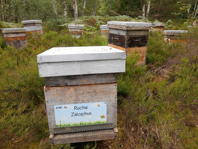 La ruche Zalophus