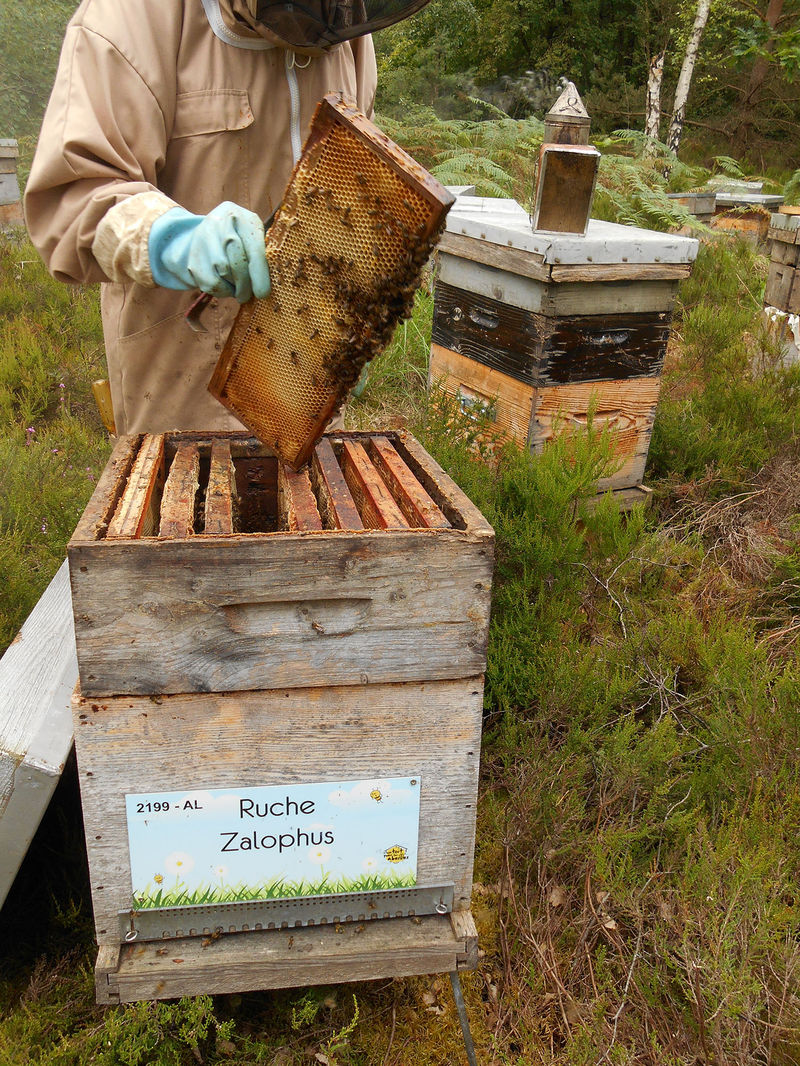 La ruche Zalophus