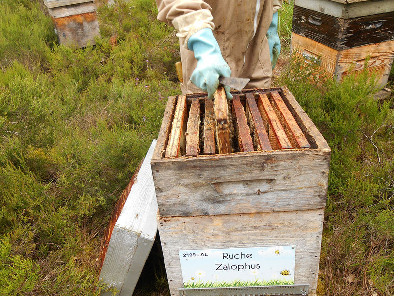 La ruche Zalophus