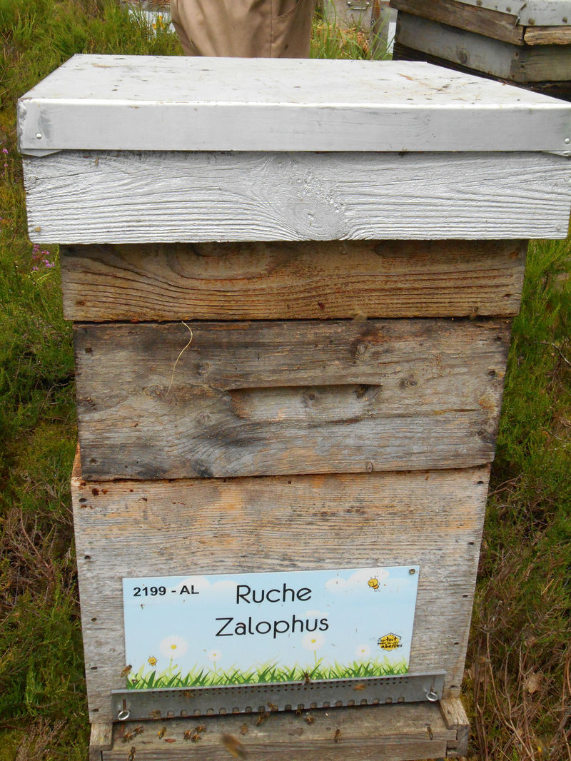 La ruche Zalophus