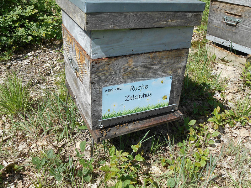 La ruche Zalophus