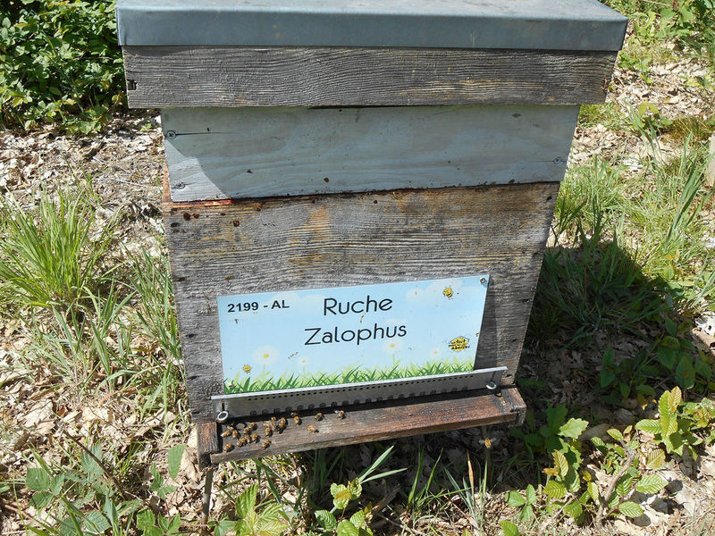 La ruche Zalophus