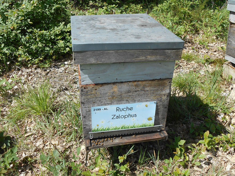 La ruche Zalophus