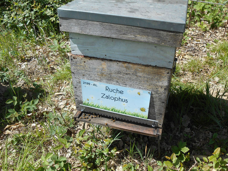 La ruche Zalophus