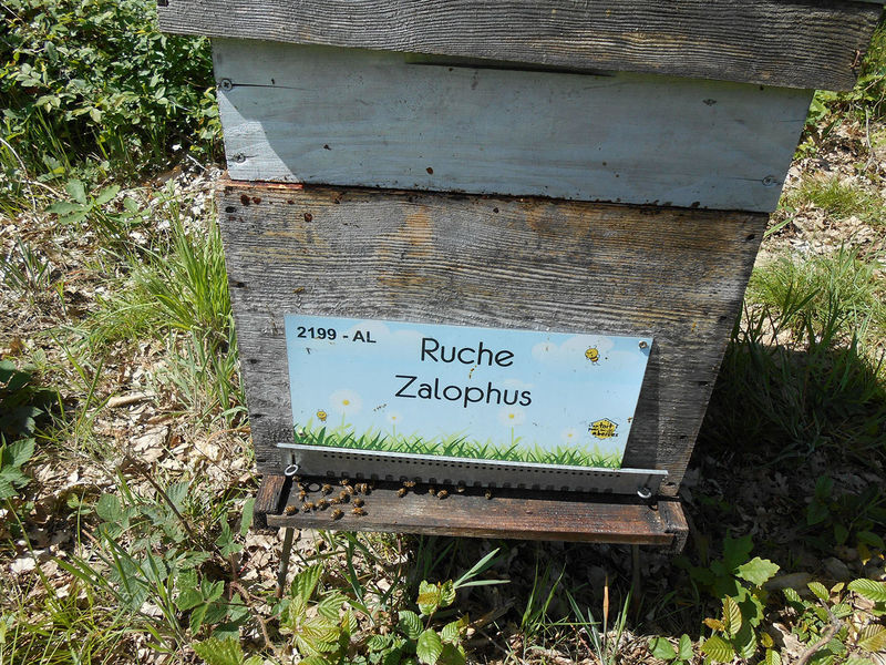 La ruche Zalophus