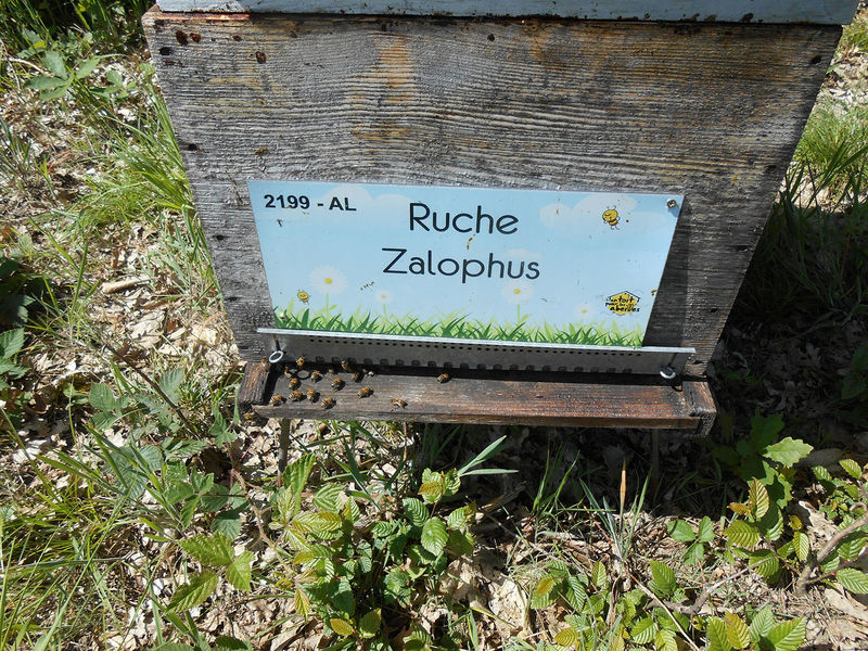 La ruche Zalophus