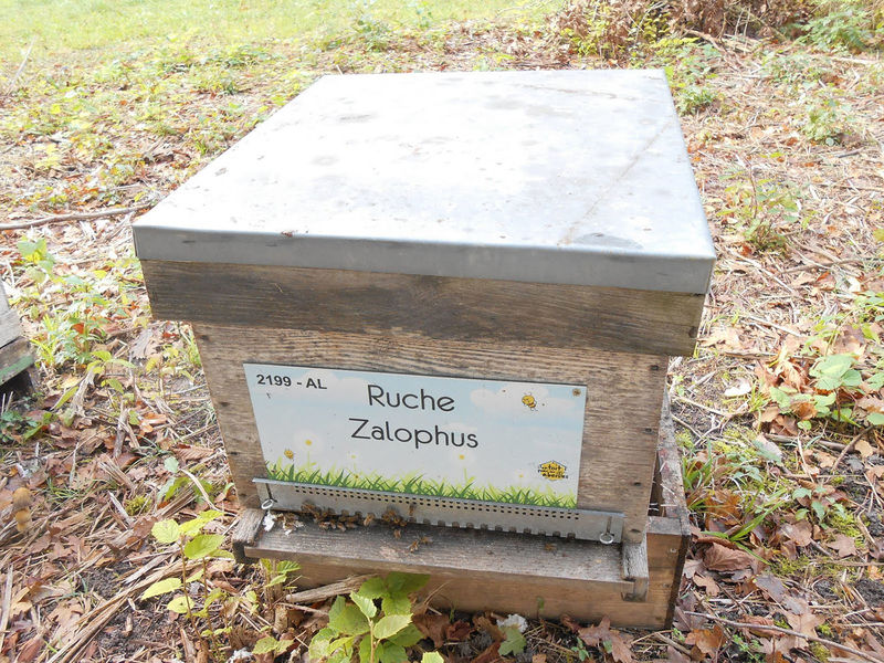 La ruche Zalophus