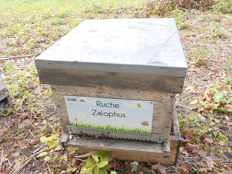 La ruche Zalophus