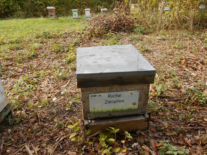 La ruche Zalophus