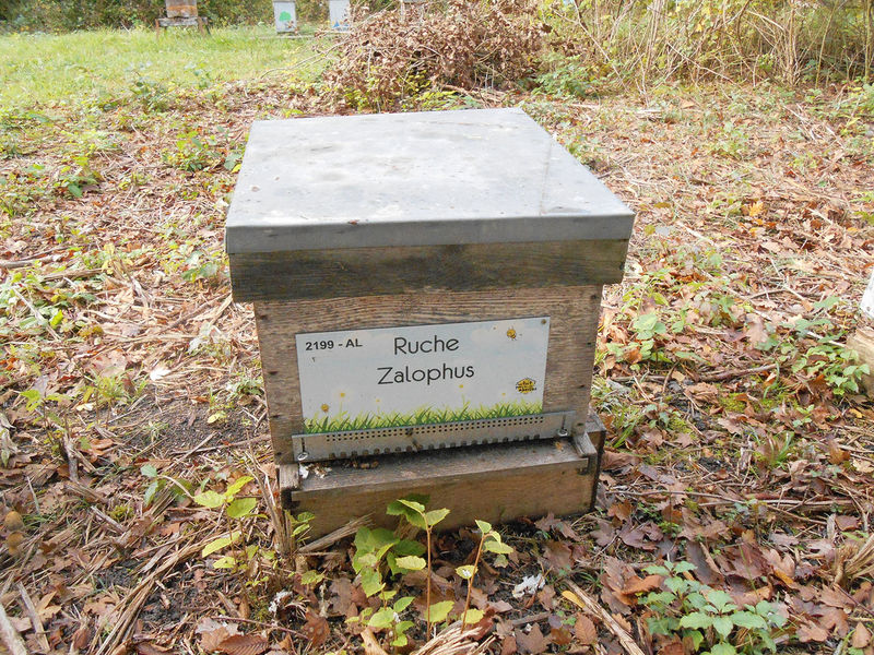 La ruche Zalophus