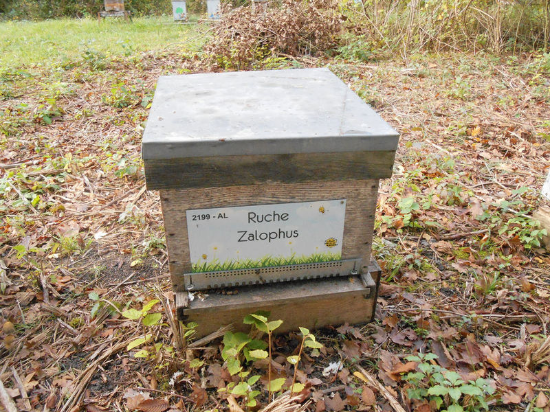 La ruche Zalophus