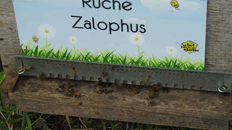La ruche Zalophus