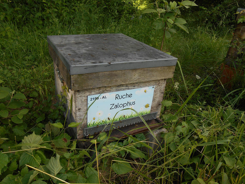La ruche Zalophus