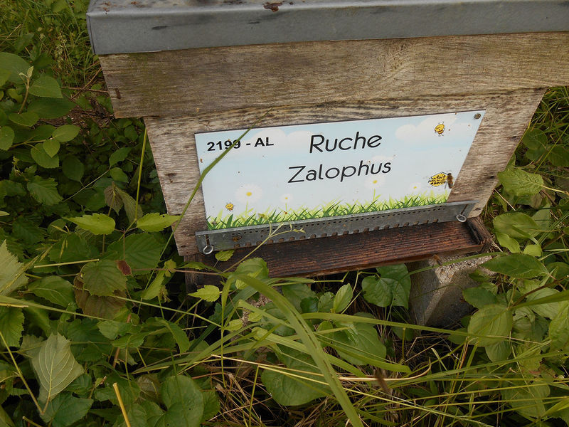 La ruche Zalophus