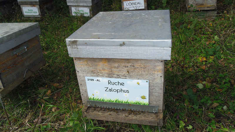 La ruche Zalophus