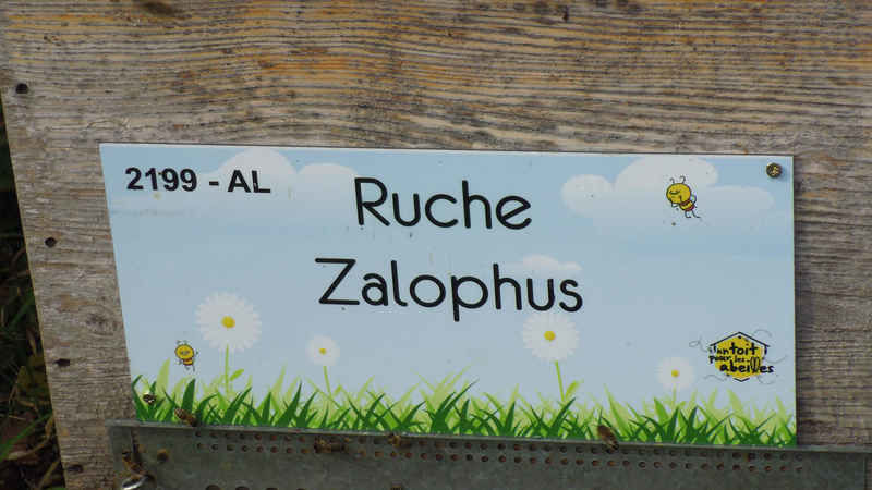 La ruche Zalophus