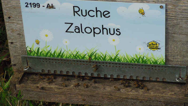 La ruche Zalophus