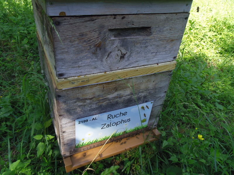La ruche Zalophus