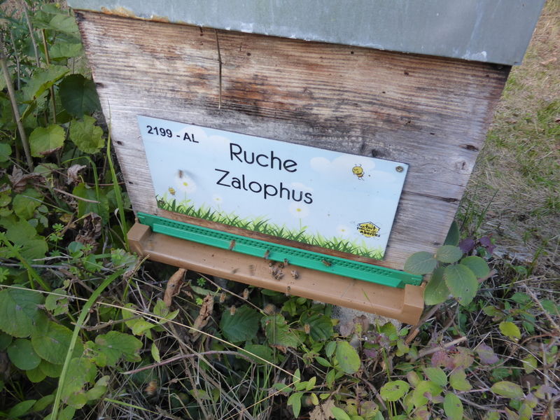 La ruche Zalophus