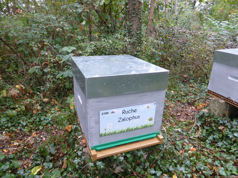 La ruche Zalophus
