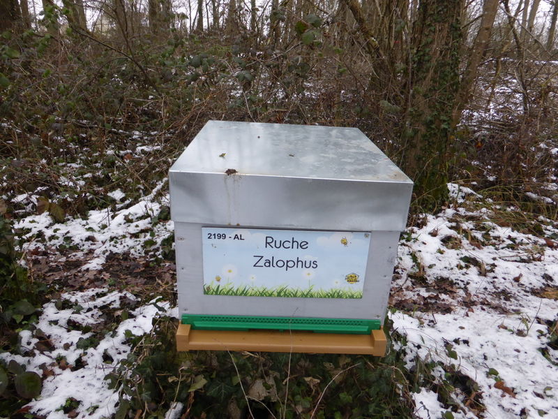 La ruche Zalophus