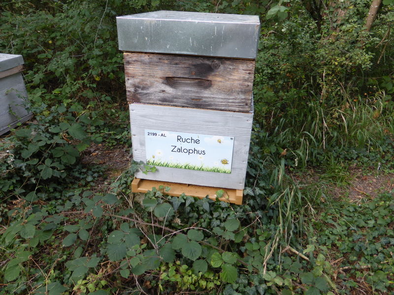 La ruche Zalophus