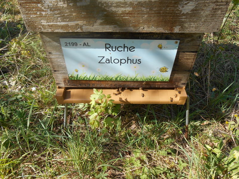 La ruche Zalophus