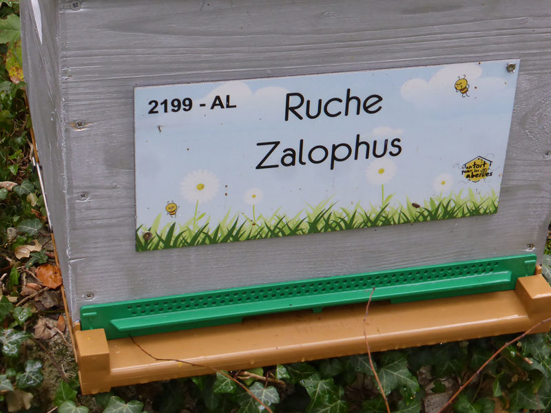 La ruche Zalophus