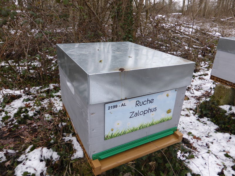 La ruche Zalophus
