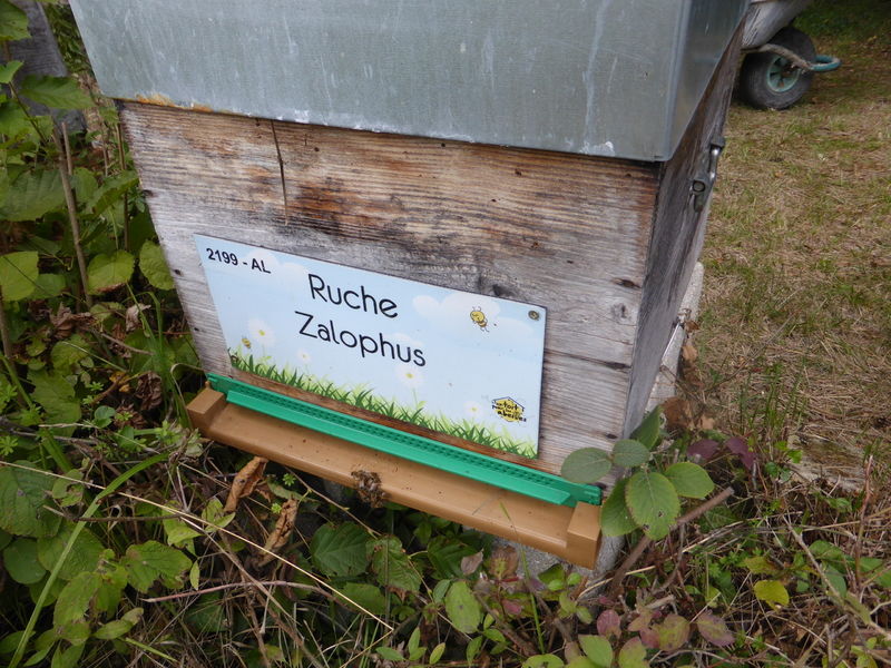 La ruche Zalophus