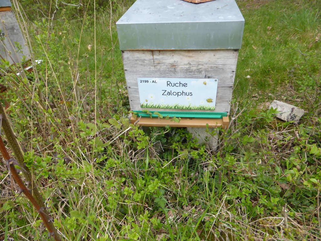 La ruche Zalophus