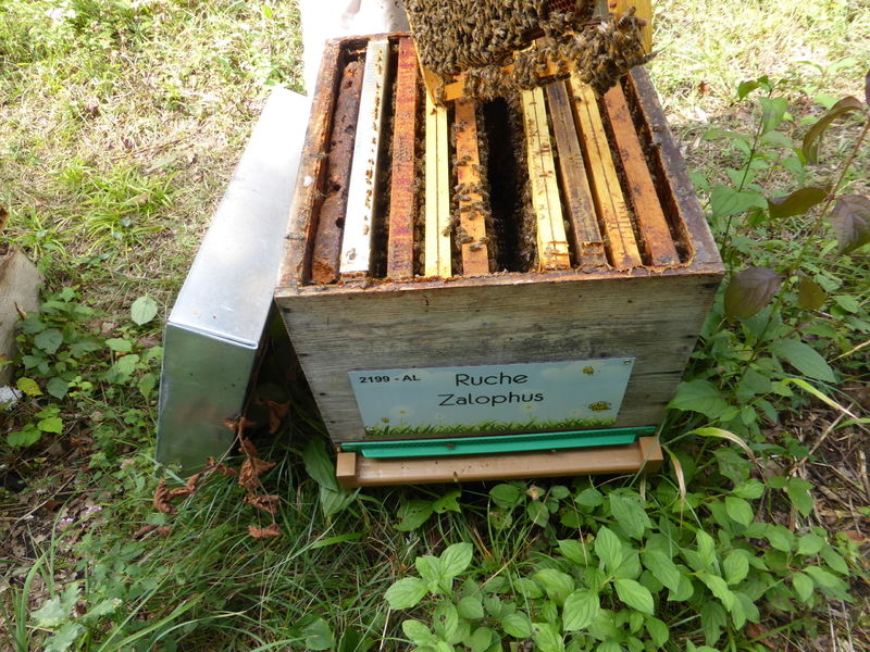 La ruche Zalophus
