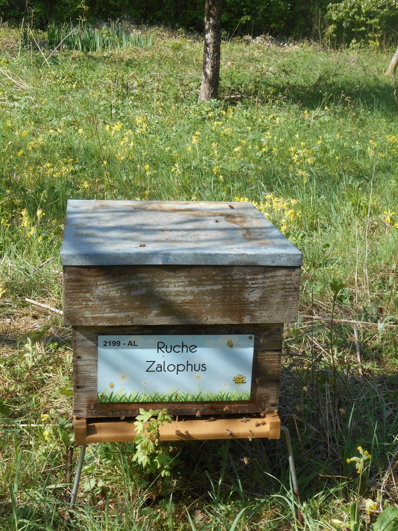 La ruche Zalophus