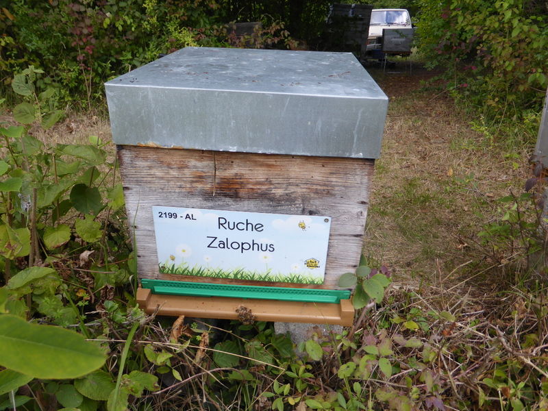La ruche Zalophus