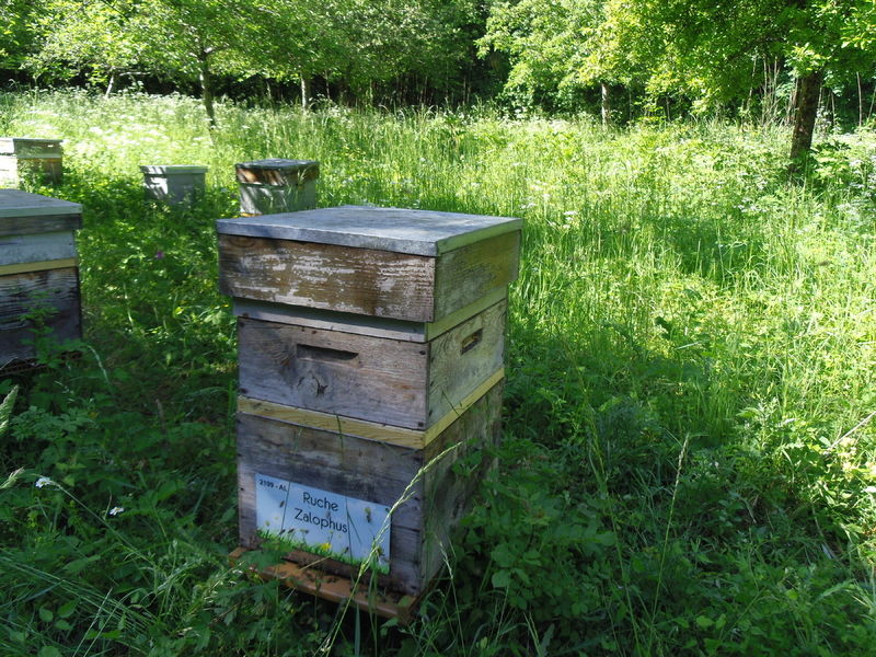La ruche Zalophus