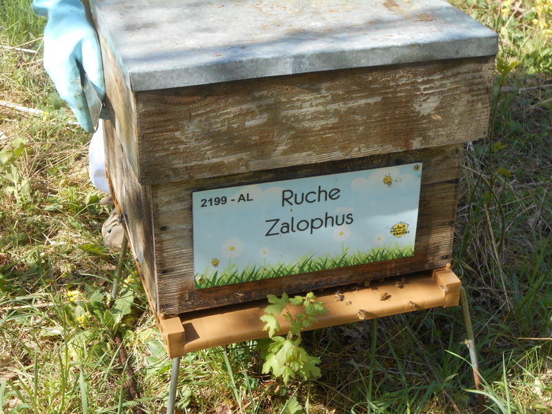 La ruche Zalophus