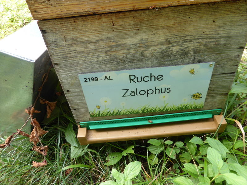 La ruche Zalophus